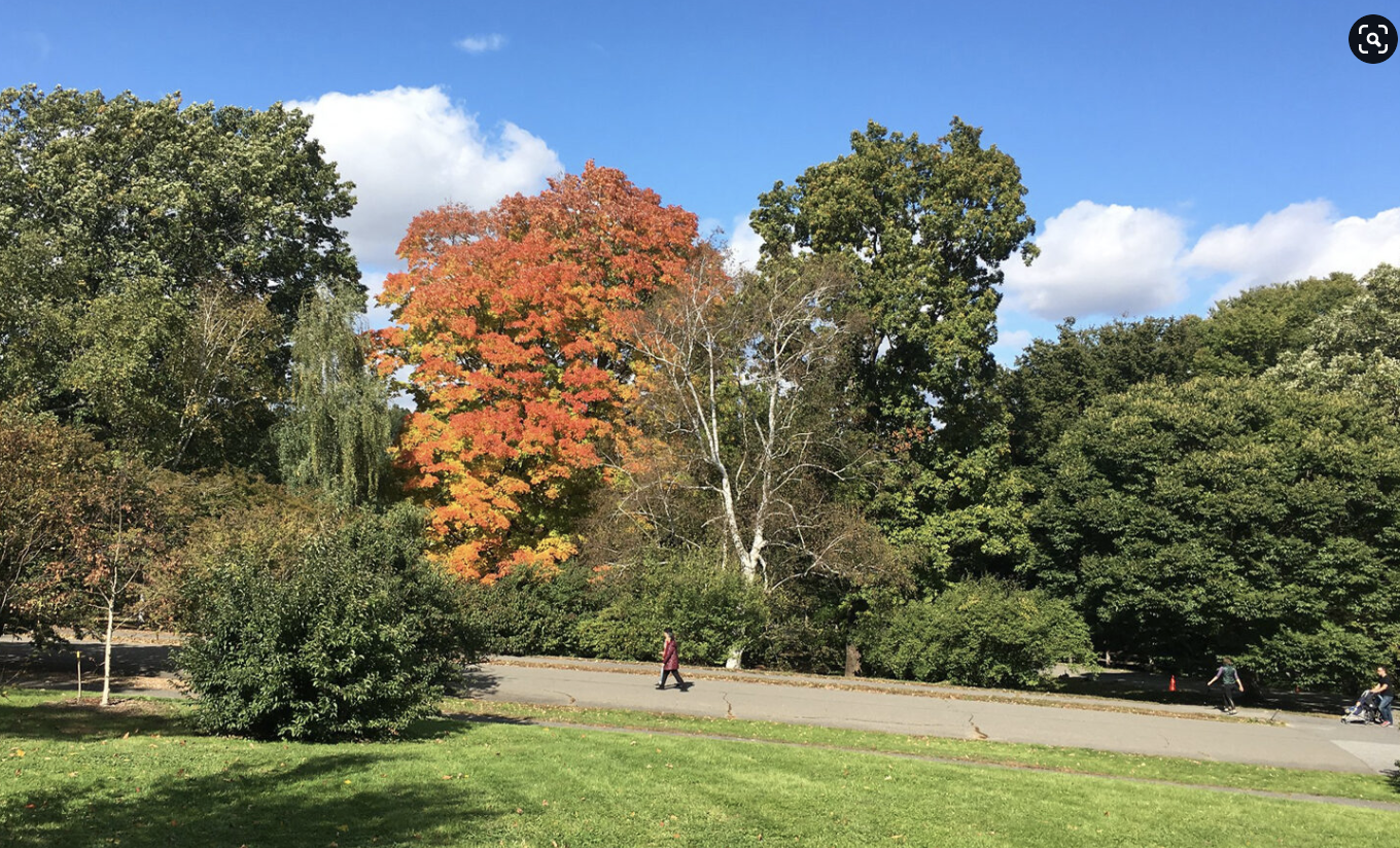 Fall Foliage at the Arnold Arboretum